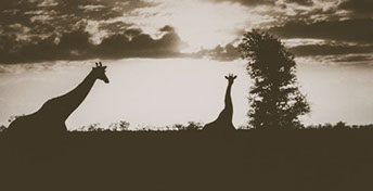 Giraffe at sunset.
