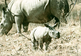 Rhino with calf.