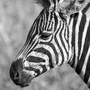Zebra.